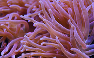 Sea anemone